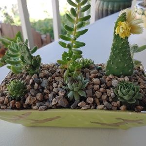 Succelant Arrangements